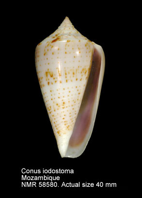 Conus iodostoma.jpg - Conus iodostomaReeve,1843